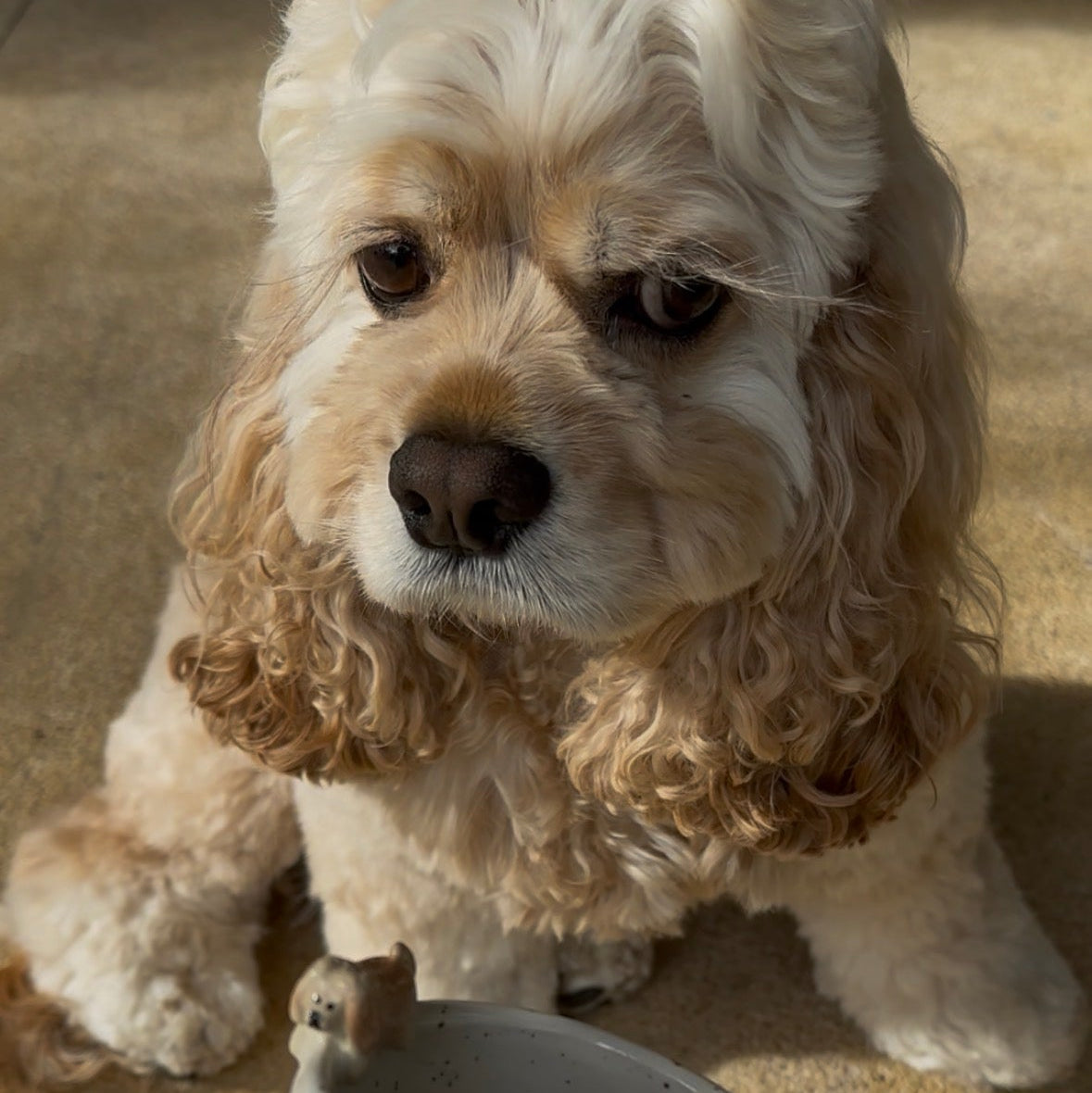 Custom Pet Cup (pre-order only)